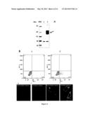 Tumor Marker and Methods of Use Thereof diagram and image