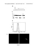 Tumor Marker and Methods of Use Thereof diagram and image