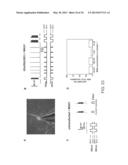 Photoreactive Regulator of Protein Function and Methods of Use Thereof diagram and image