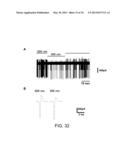 Photoreactive Regulator of Protein Function and Methods of Use Thereof diagram and image