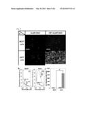 Bioprobe, Method of Preparing the Bioprobe, and Analysis Apparatus and     Method Using the Bioprobe diagram and image