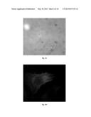 METHODS FOR NANO-MECHANOPORATION diagram and image