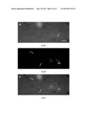 METHODS FOR NANO-MECHANOPORATION diagram and image