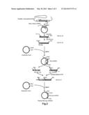 METHOD FOR EXPRESSING A MOUSE OLFACTORY RECEPTOR OLFR15 ON A CELL MEMBRANE diagram and image