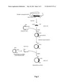 METHOD FOR EXPRESSING A MOUSE OLFACTORY RECEPTOR OLFR15 ON A CELL MEMBRANE diagram and image