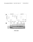 MicroRNA Expression Abnormalities in Pancreatic Endocrine and Acinar     Tumors diagram and image