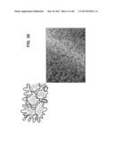 HYDROPHILIC INTERPENETRATING POLYMER NETWORKS DERIVED FROM HYDROPHOBIC     POLYMERS diagram and image