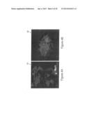 SYSTEMS AND METHODS FOR VOLUMETRIC TISSUE SCANNING MICROSCOPY diagram and image