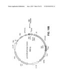 METHODS OF CARDIAC REPAIR diagram and image