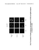 Therapeutic Use of Anti-CD22 Antibodies for Inducing Trogocytosis diagram and image