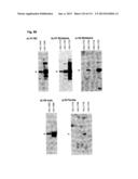 RECOMBINANT INFLUENZA VIRUS-LIKE PARTICLES (VLPS) PRODUCED IN TRANSGENIC     PLANTS EXPRESSING HEMAGGLUTININ diagram and image