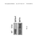 Mutant Parasites for Use as Vaccines and Platforms for Screening for     Compounds diagram and image