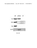 Mutant Parasites for Use as Vaccines and Platforms for Screening for     Compounds diagram and image