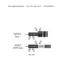 Mutant Parasites for Use as Vaccines and Platforms for Screening for     Compounds diagram and image