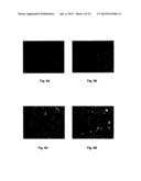 METHOD OF PRODUCING THE POLYPEPTIDE FOR TREATING VIRUS-INDUCED CANCER diagram and image