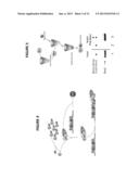 COMPOSITIONS FOR INHIBITION OF RNA POLYMERASE I AND METHODS OF PRODUCTION     AND USE THEREOF diagram and image