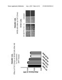 COMPOSITIONS FOR INHIBITION OF RNA POLYMERASE I AND METHODS OF PRODUCTION     AND USE THEREOF diagram and image