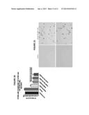 COMPOSITIONS FOR INHIBITION OF RNA POLYMERASE I AND METHODS OF PRODUCTION     AND USE THEREOF diagram and image