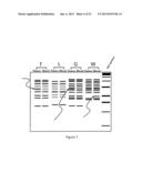 METHOD FOR DETECTING GENE REGION FEATURES BASED ON INTER-ALU POLYMERASE     CHAIN REACTION diagram and image