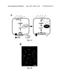 INHIBITORS OF CALCIUM-ACTIVATED CHLORIDE CHANNELS diagram and image