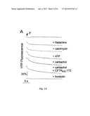 INHIBITORS OF CALCIUM-ACTIVATED CHLORIDE CHANNELS diagram and image