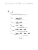 INHIBITORS OF CALCIUM-ACTIVATED CHLORIDE CHANNELS diagram and image