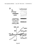 INHIBITORS OF CALCIUM-ACTIVATED CHLORIDE CHANNELS diagram and image