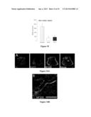 GGF2 AND METHODS OF USE diagram and image