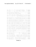 ANTAGONIST ANTI-NOTCH3 ANTIBODIES AND THEIR USE IN THE PREVENTION AND     TREATMENT OF NOTCH3-RELATED DISEASES diagram and image