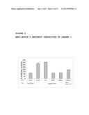 ANTAGONIST ANTI-NOTCH3 ANTIBODIES AND THEIR USE IN THE PREVENTION AND     TREATMENT OF NOTCH3-RELATED DISEASES diagram and image