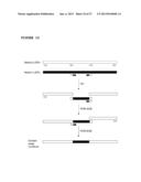 ANTAGONIST ANTI-NOTCH3 ANTIBODIES AND THEIR USE IN THE PREVENTION AND     TREATMENT OF NOTCH3-RELATED DISEASES diagram and image