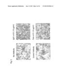 Human Monoclonal Antibodies Against Hendra and Nipah Viruses diagram and image