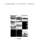 METHODS OF PRODUCING HUMAN RPE CELLS AND PHARMACEUTICAL PREPARATIONS OF     HUMAN RPE CELLS diagram and image