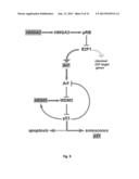 p19Arf, HMGA2 and MDM2 For Use in the Diagnosis and Treatment of Aberrant     Cell Growth diagram and image