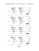 p19Arf, HMGA2 and MDM2 For Use in the Diagnosis and Treatment of Aberrant     Cell Growth diagram and image