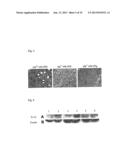 CANDIDATES AGAINST INFECTION diagram and image