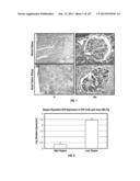 ISOLATED RENAL CELLS AND USES THEREOF diagram and image