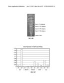 ISOLATED RENAL CELLS AND USES THEREOF diagram and image