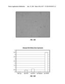 ISOLATED RENAL CELLS AND USES THEREOF diagram and image