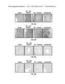 ISOLATED RENAL CELLS AND USES THEREOF diagram and image