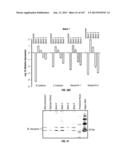 ISOLATED RENAL CELLS AND USES THEREOF diagram and image