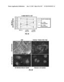 ISOLATED RENAL CELLS AND USES THEREOF diagram and image