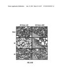 ISOLATED RENAL CELLS AND USES THEREOF diagram and image