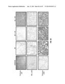 ISOLATED RENAL CELLS AND USES THEREOF diagram and image