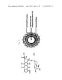 Asymmetric Liposomes for the Highly Efficient Encapsulation of Nucleic     Acids and Hydrophilic Anionic Compounds, and Method for Preparing Same diagram and image