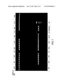 STABLE COMPOSITIONS FOR NUCLEIC ACID AMPLIFICATION AND SEQUENCING diagram and image