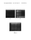 PRIMER SET, METHOD AND KIT FOR DETECTING PATHOGEN IN FISH diagram and image