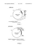 METHOD FOR ENHANCING LUMINESCENCE INTENSITY OF CLYTIN-II diagram and image