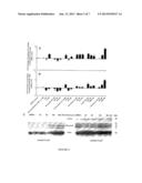 COMPOUNDS FOR THE TREATMENT OF RENAL CELL CARCINOMA diagram and image