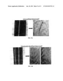 Stabilization of Porous Morphologies for High Performance Carbon Molecular     Sieve Hollow Fiber Membranes diagram and image